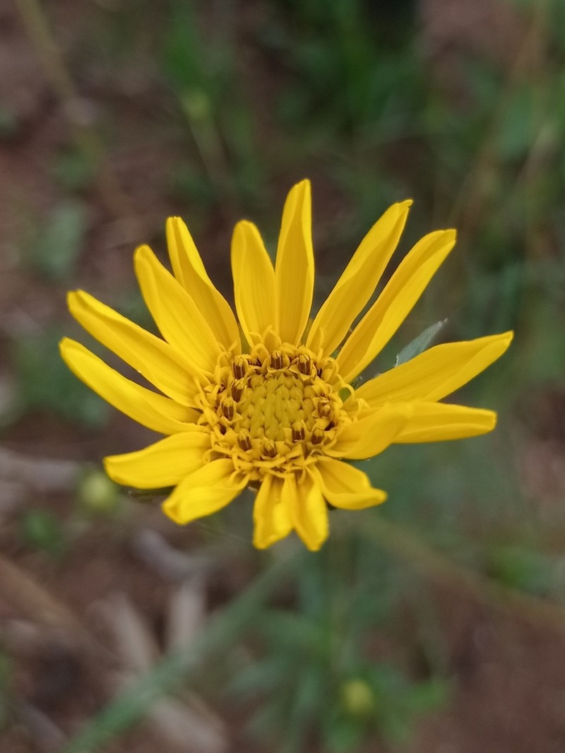 Aldama megapotamica