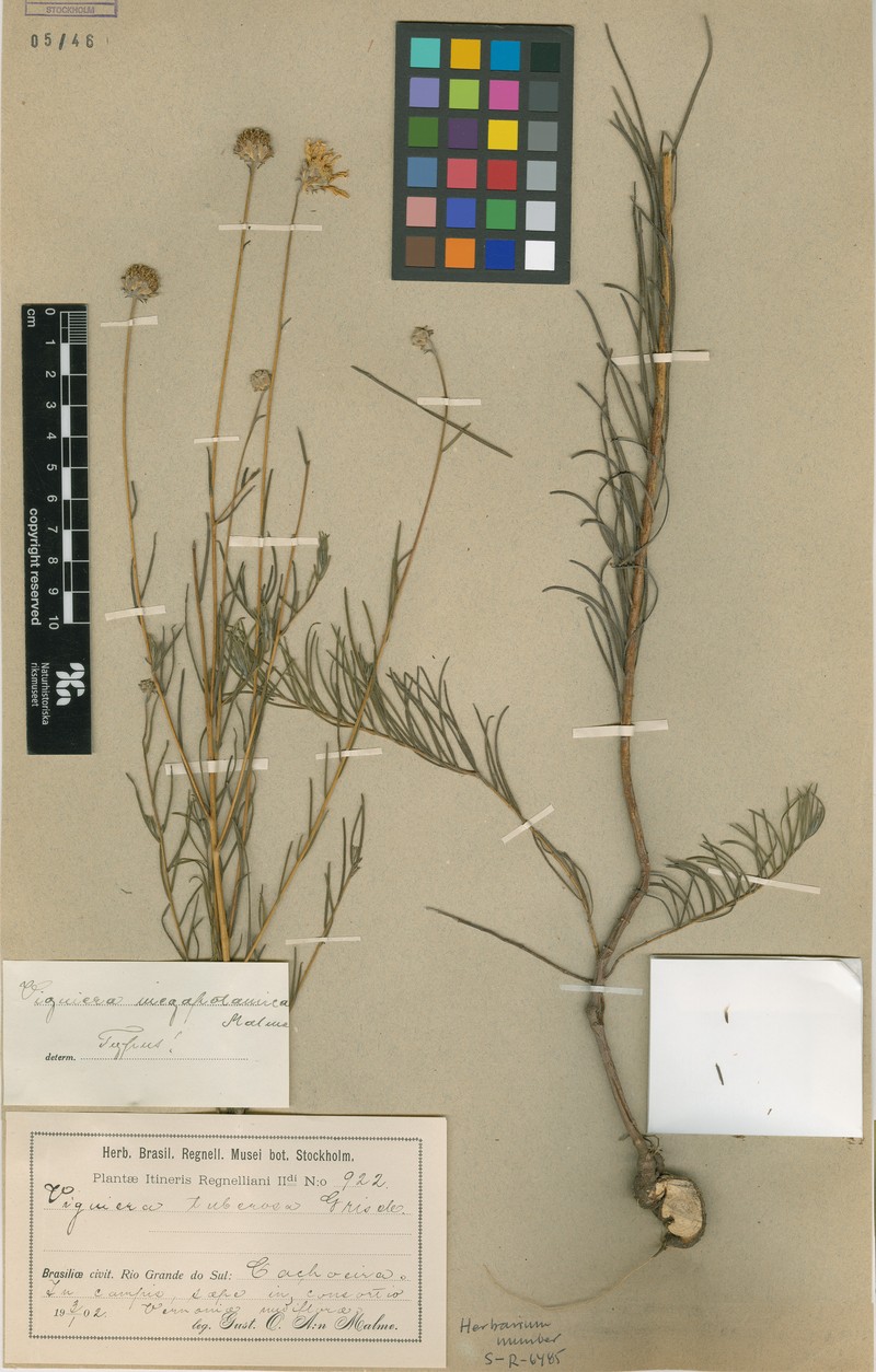Aldama megapotamica photo 3