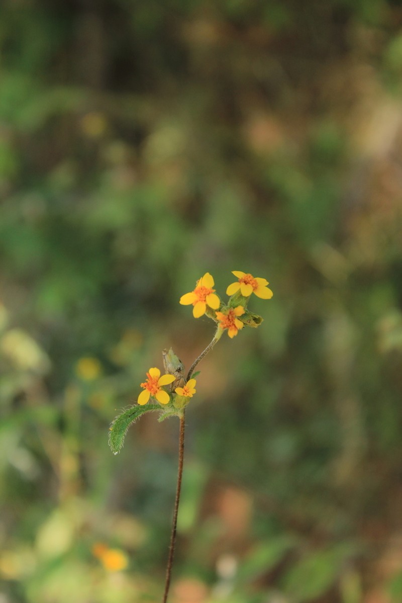 Aldama michoacana