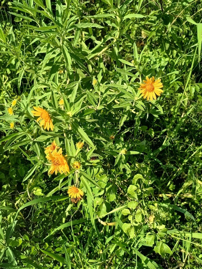 Aldama mollis