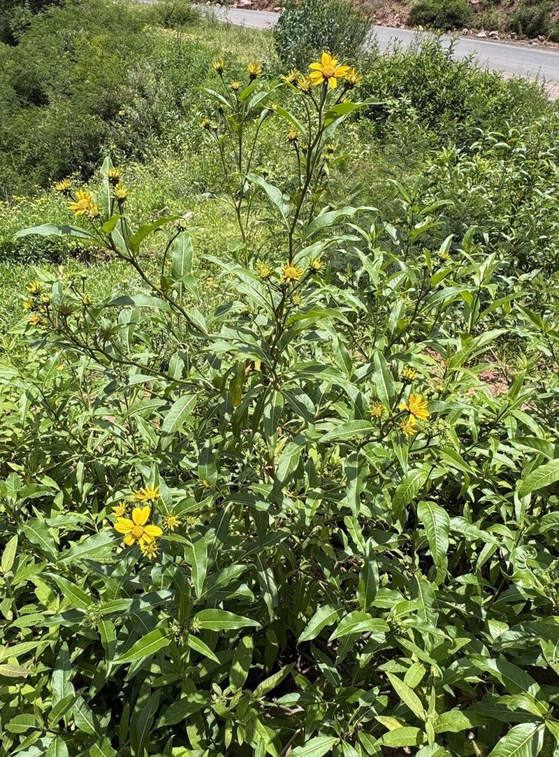 Aldama mollis photo 2