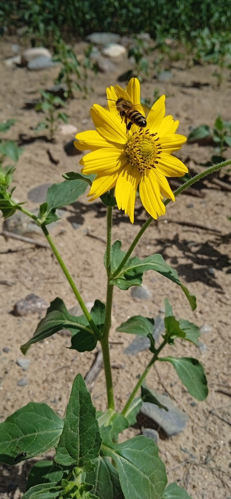 Aldama mollis photo 3