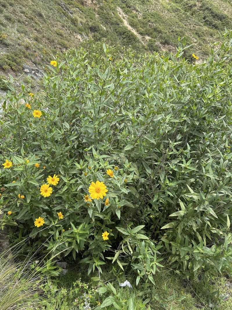 Aldama mollis photo 4