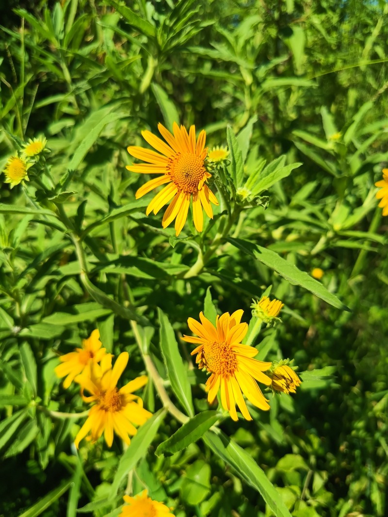Aldama mollis photo 5