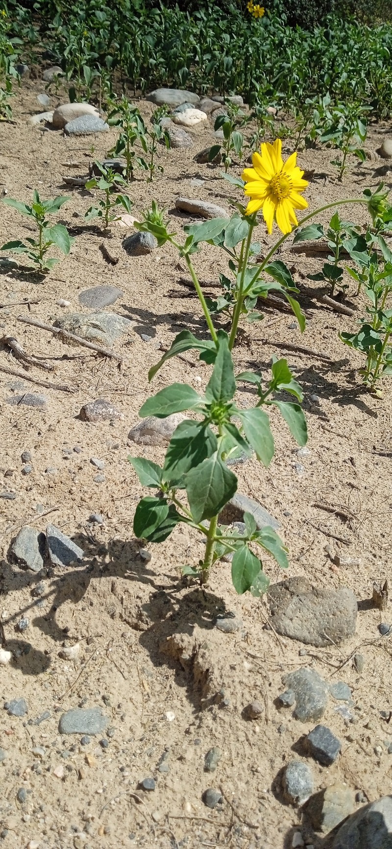 Aldama mollis photo 6