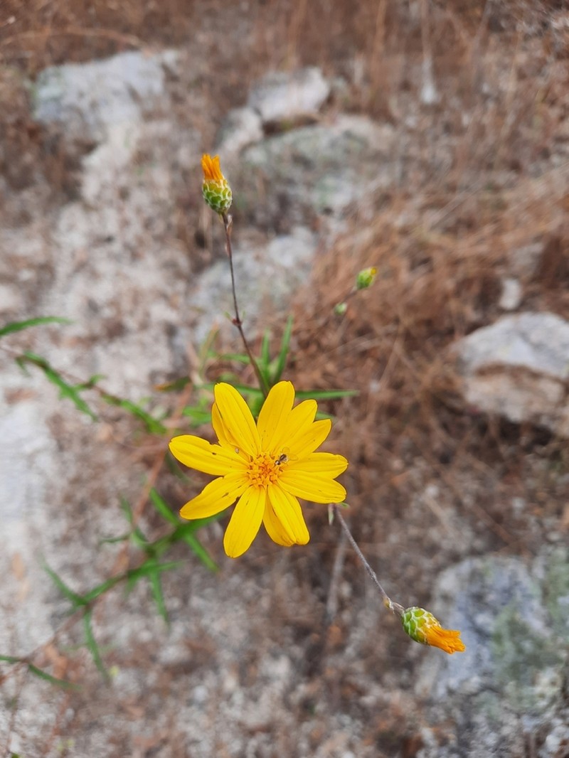 Aldama montana photo 4