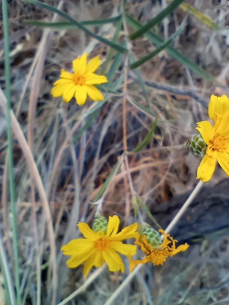 Aldama montana photo 5