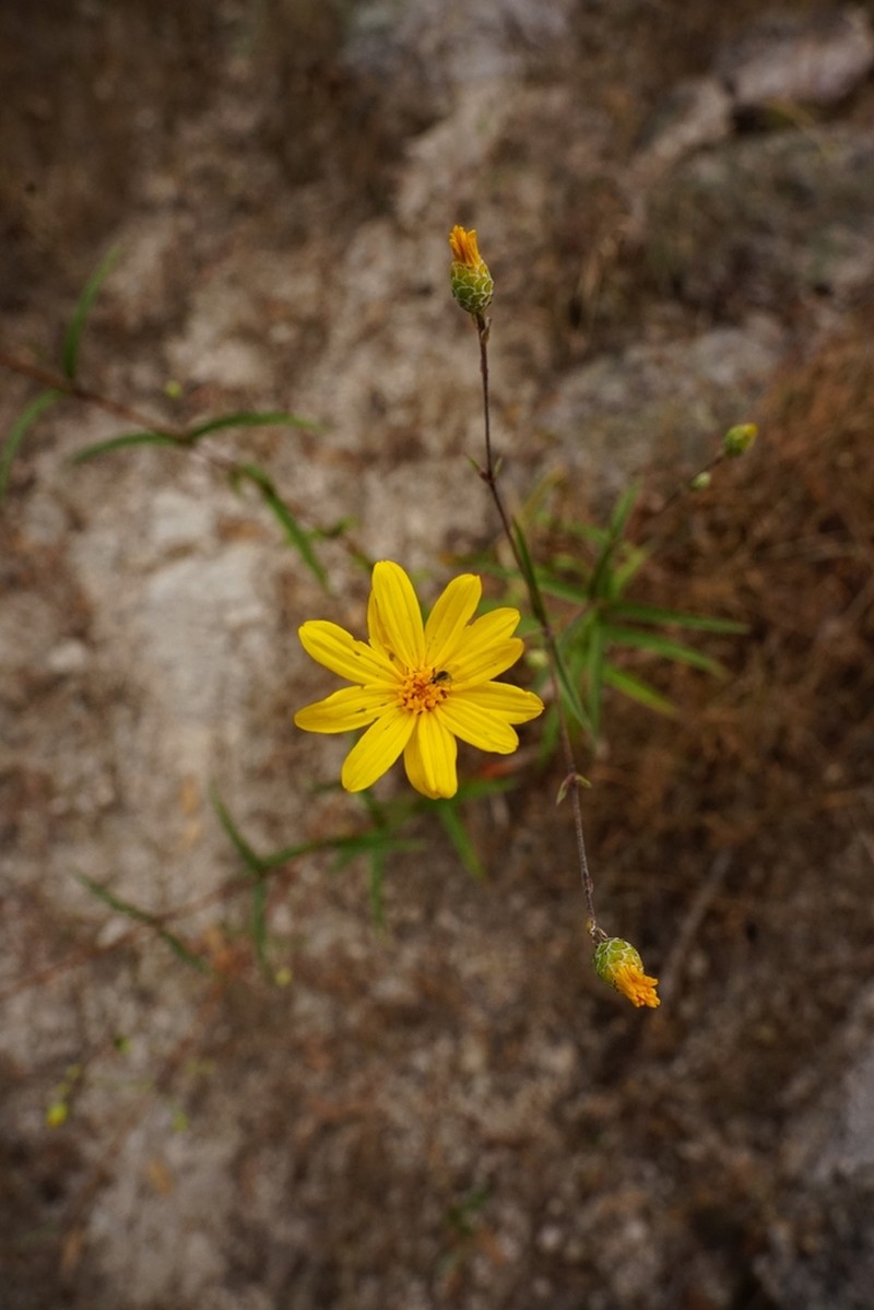 Aldama montana photo 6