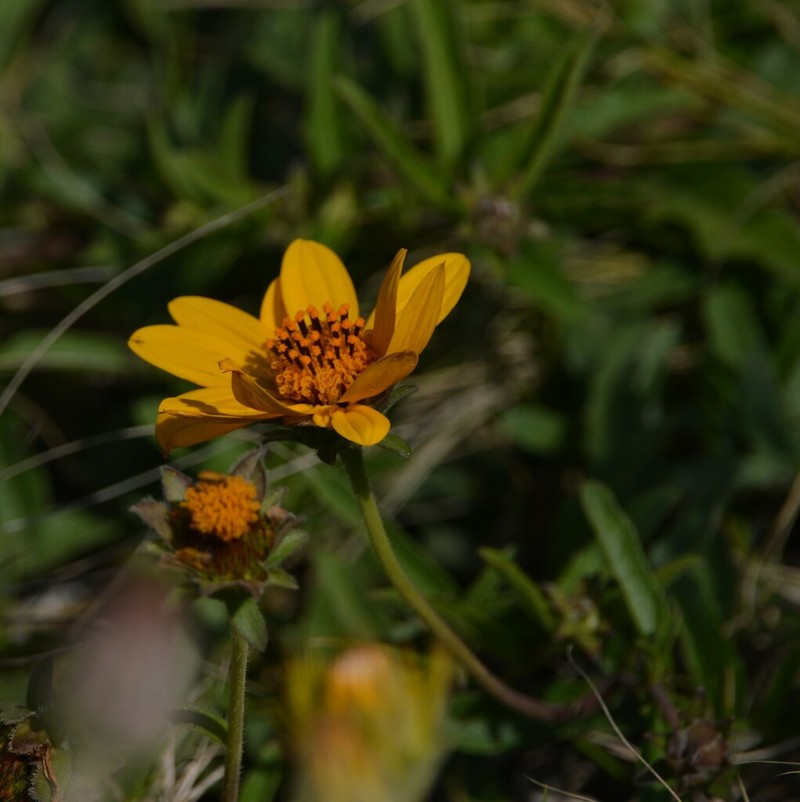 Aldama nudicaulis