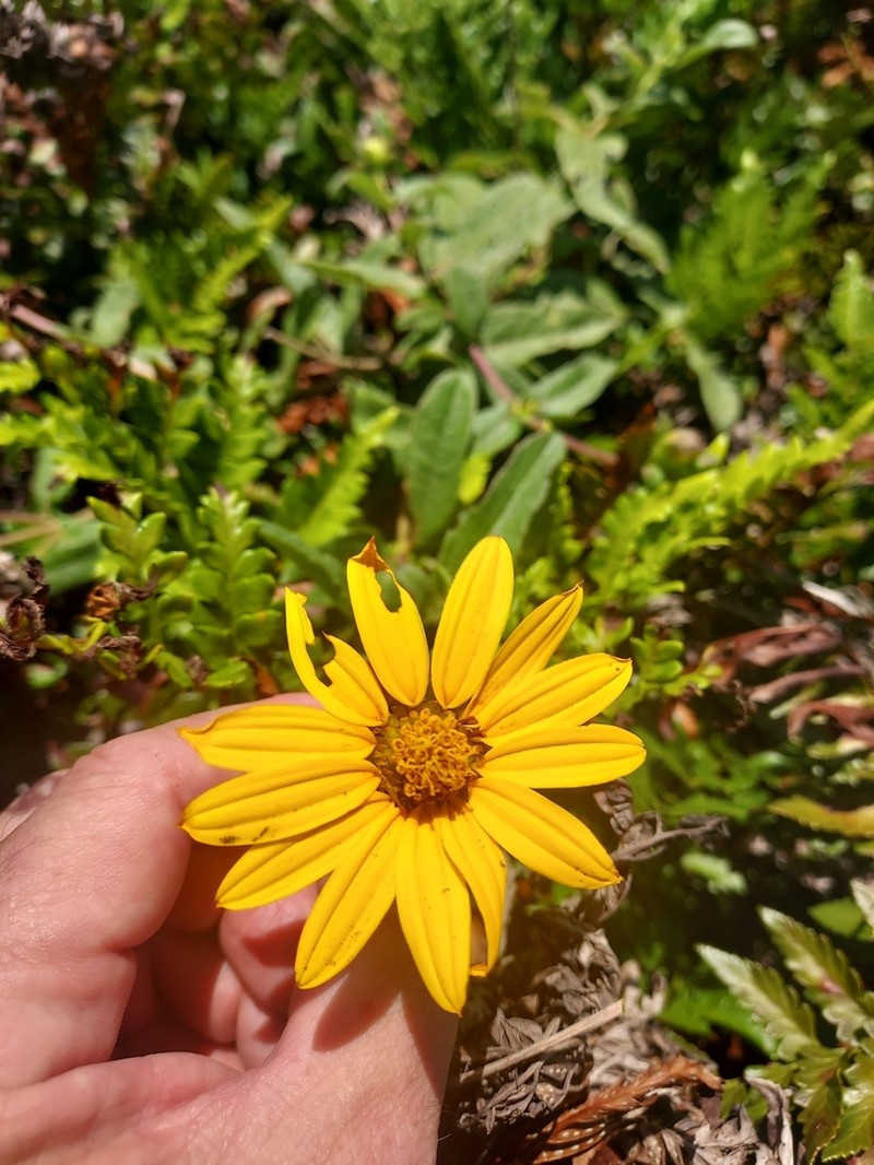 Aldama nudicaulis photo 2
