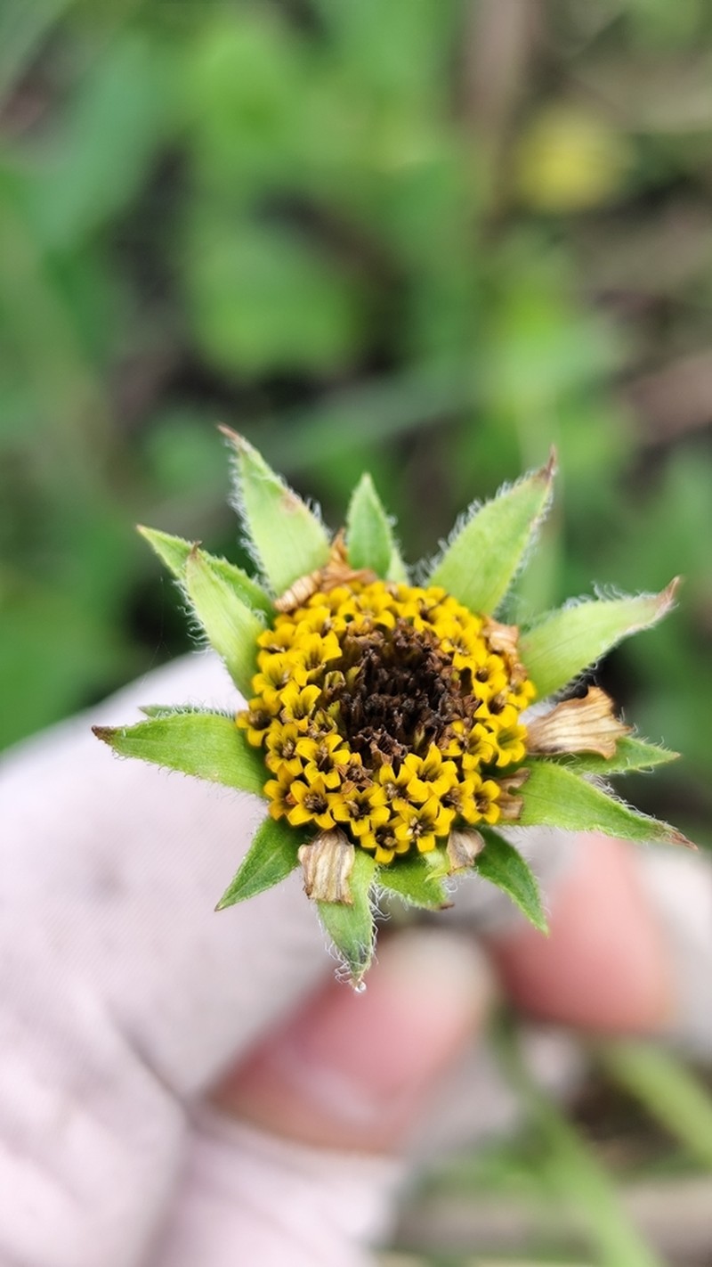 Aldama nudicaulis photo 3
