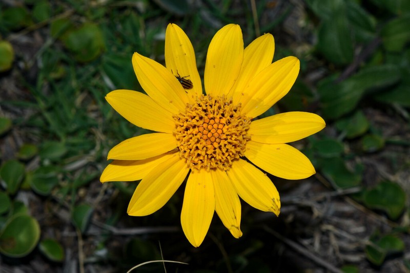 Aldama nudicaulis photo 4