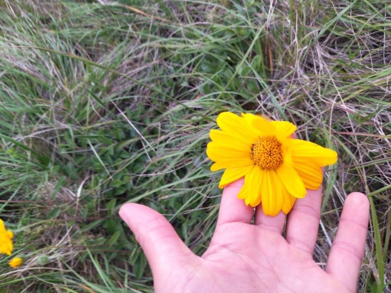 Aldama nudicaulis photo 5