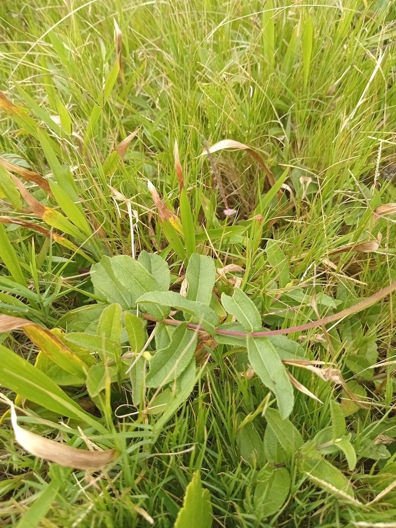 Aldama nudicaulis photo 6