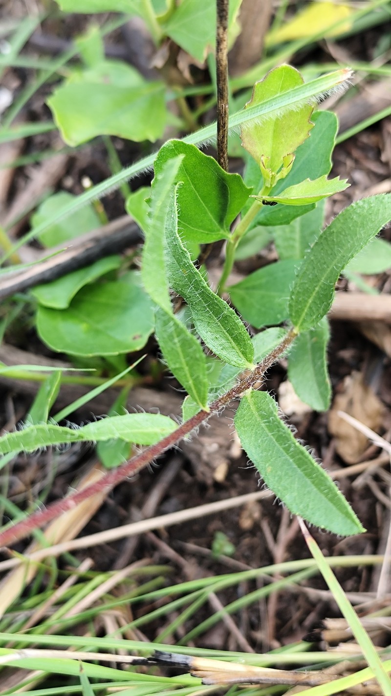 Aldama nudicaulis photo 8