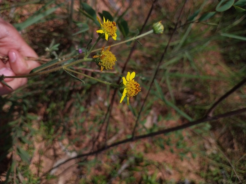 Aldama oblongifolia