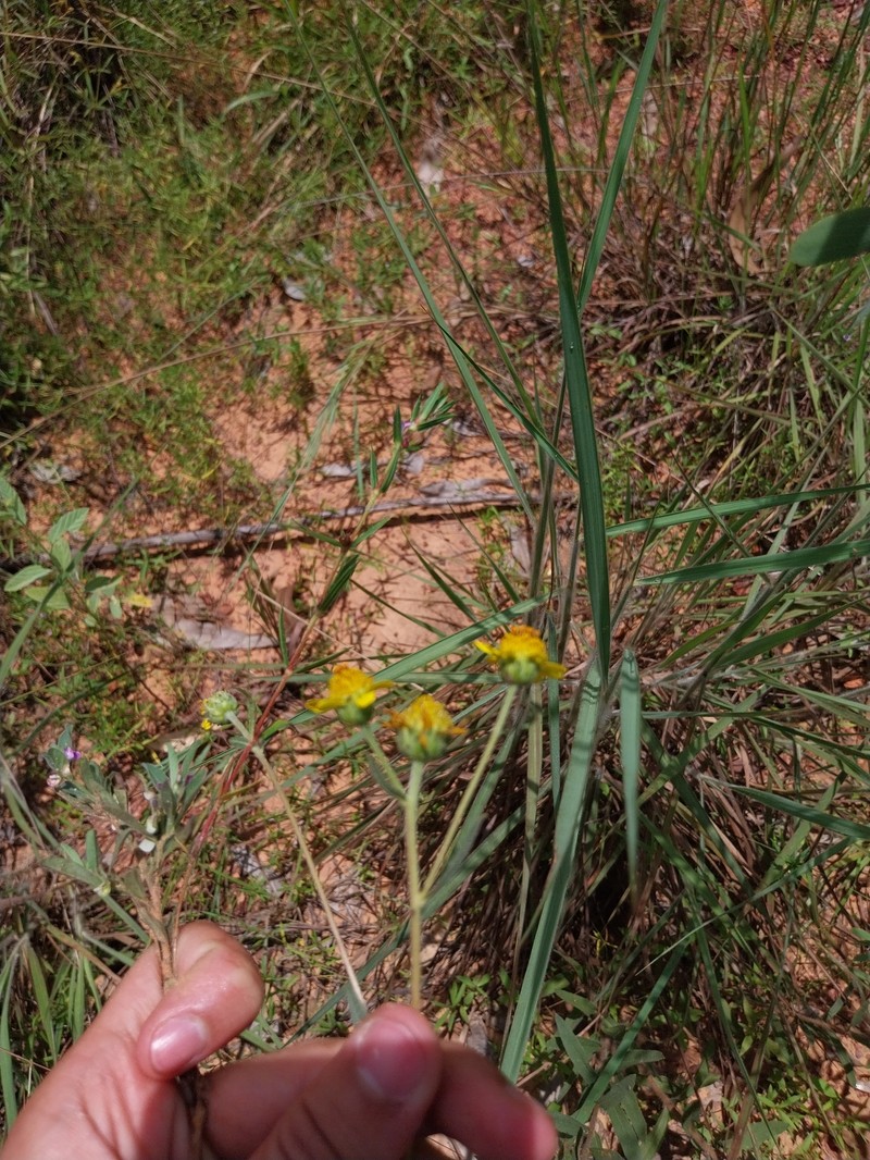 Aldama oblongifolia photo 2