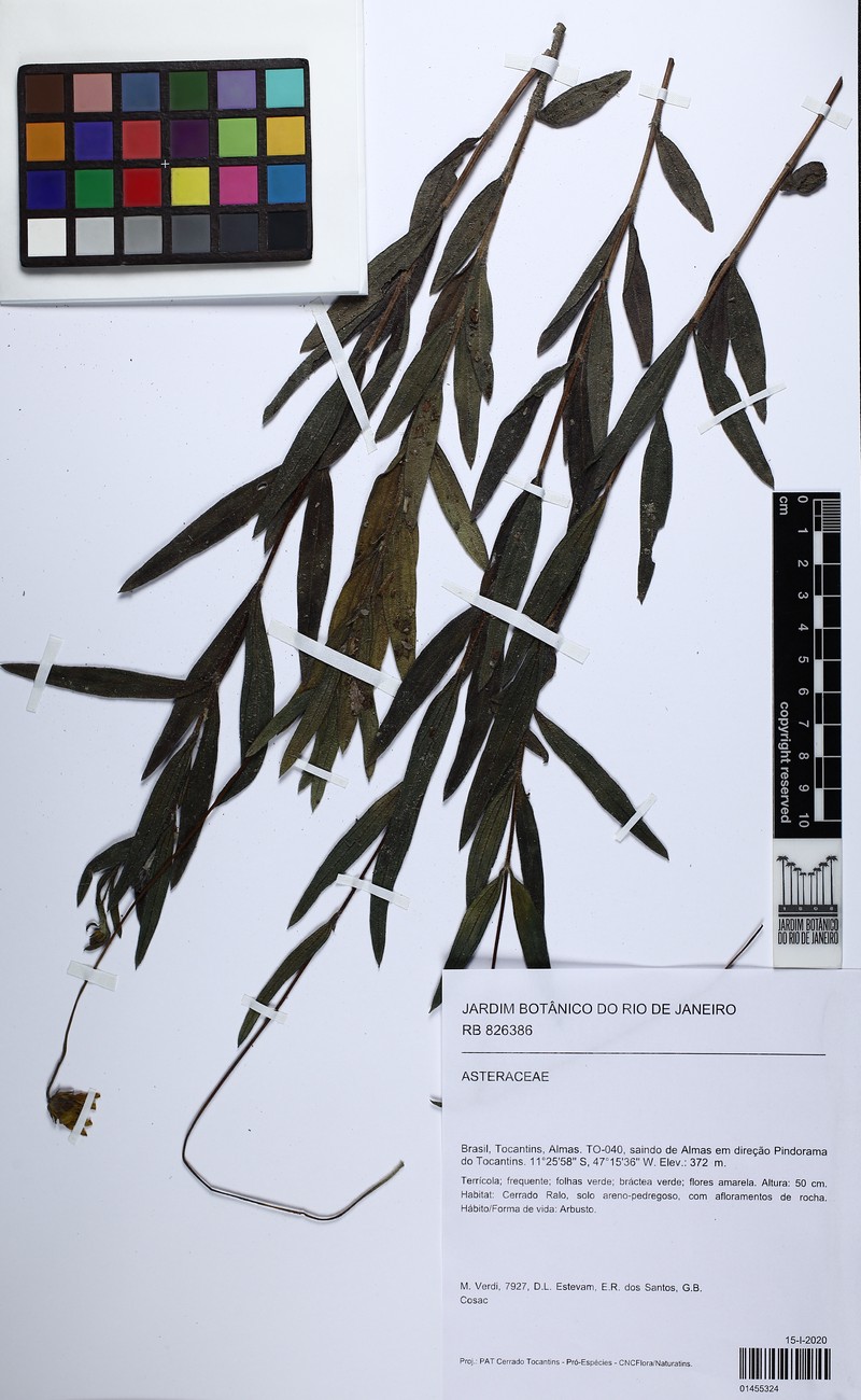 Aldama oblongifolia photo 3