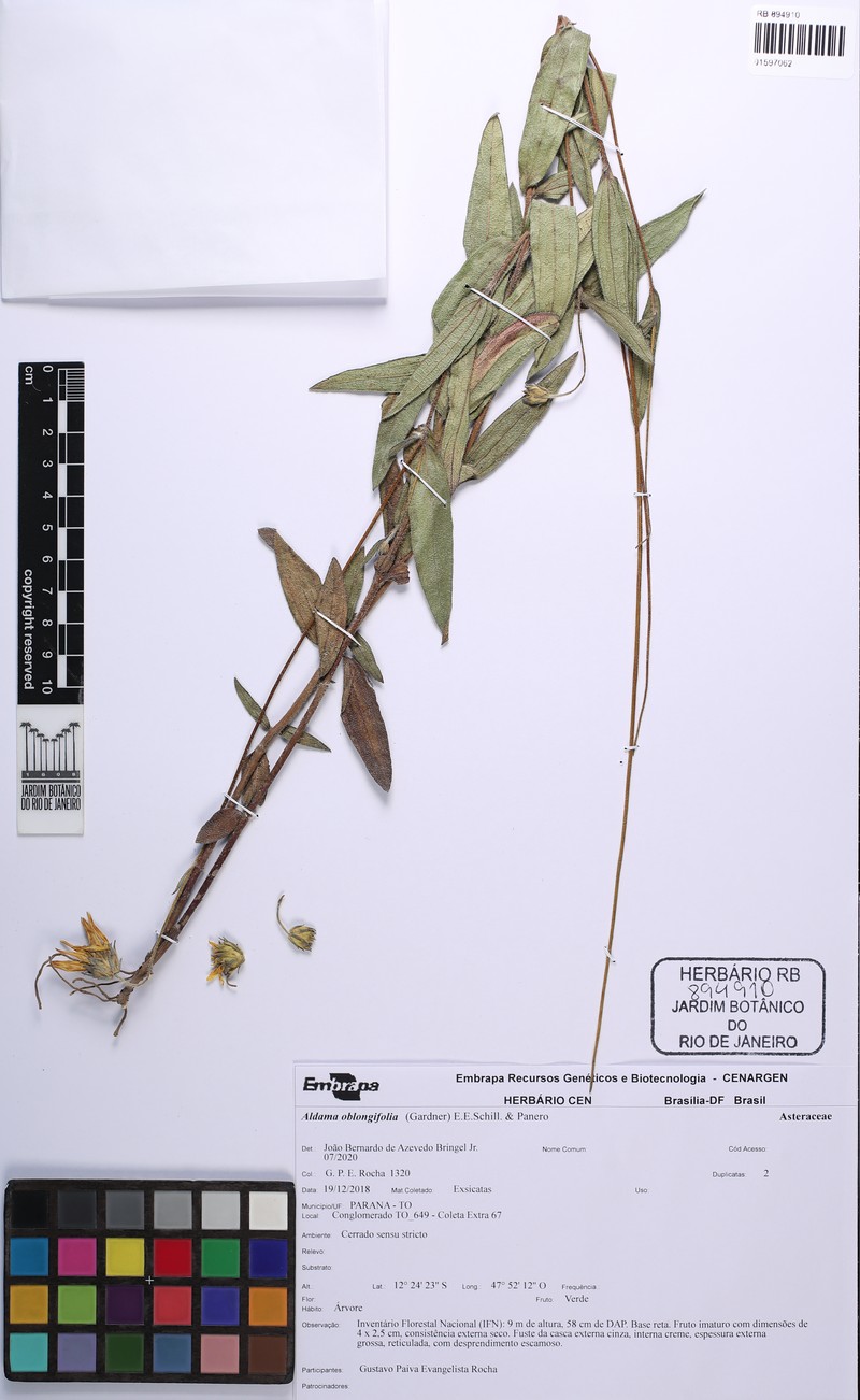 Aldama oblongifolia photo 4