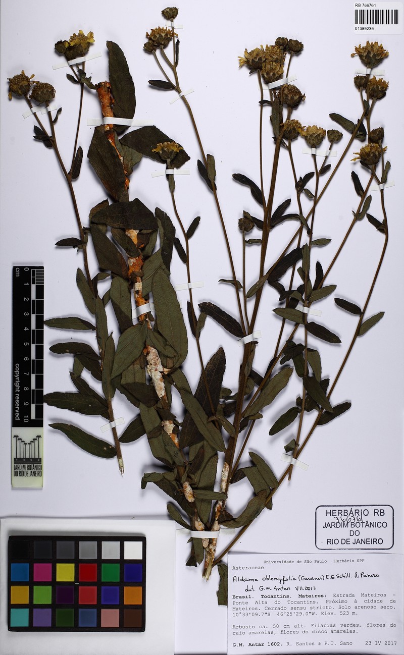 Aldama oblongifolia photo 5