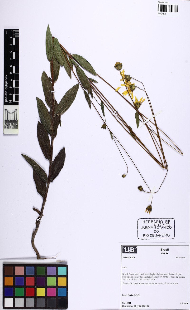 Aldama oblongifolia photo 6