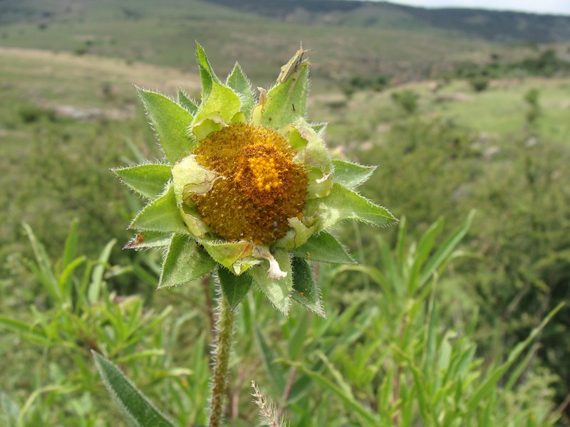 Aldama pachycephala photo 2