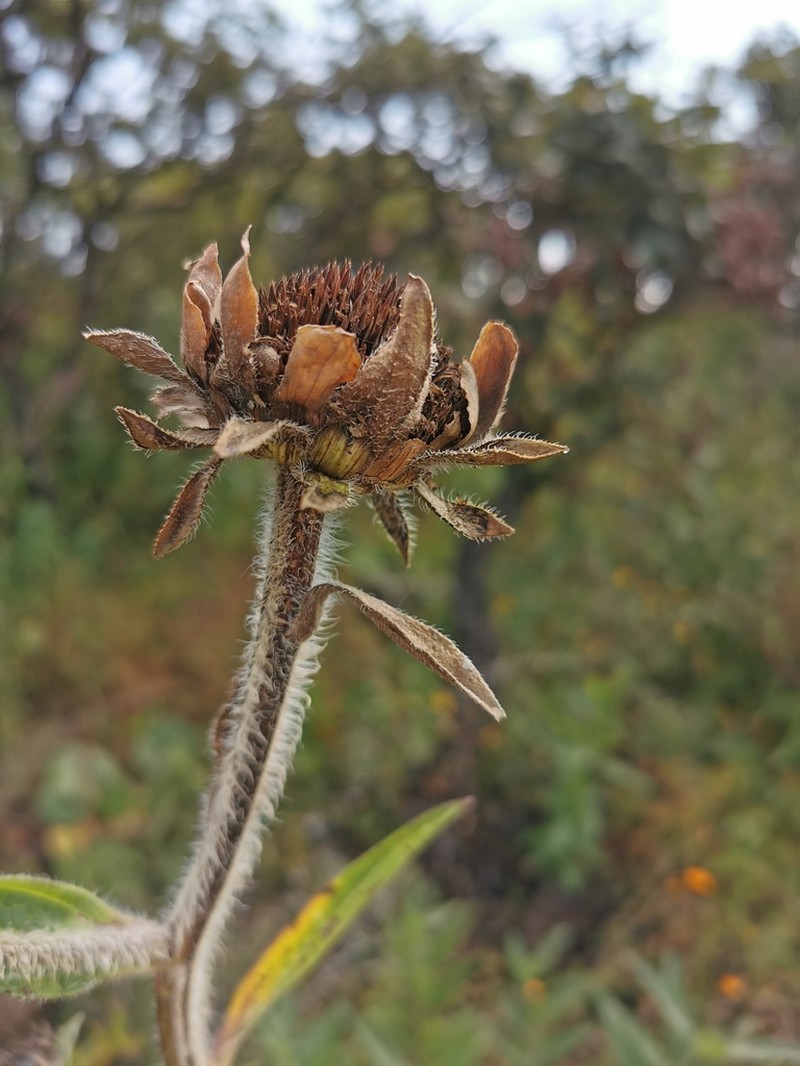 Aldama pachycephala photo 3