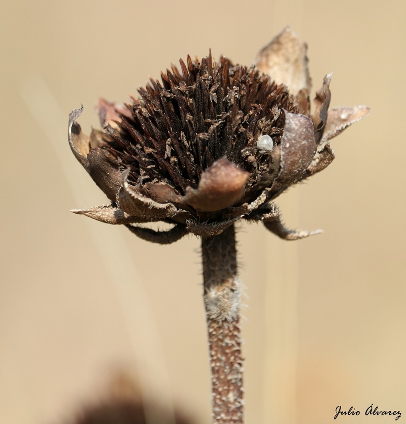 Aldama pachycephala photo 4