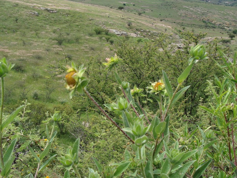 Aldama pachycephala photo 6