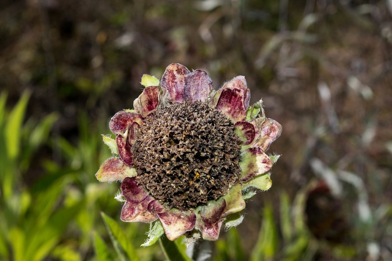 Aldama pachycephala photo 8