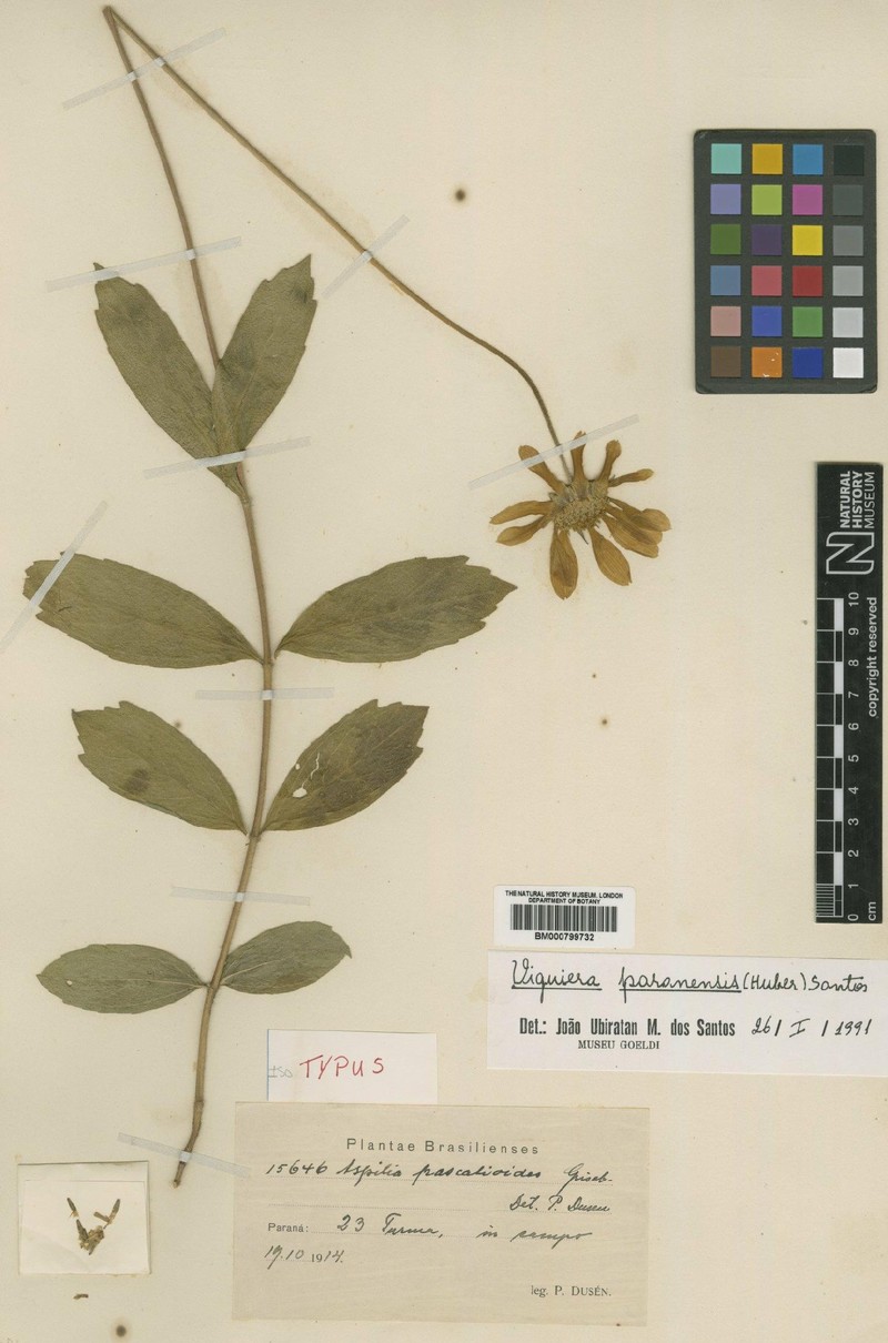 Aldama paranensis photo 2