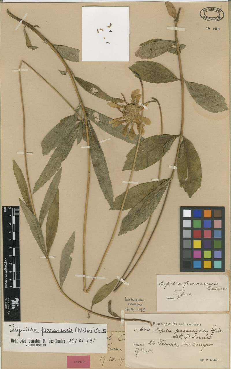 Aldama paranensis