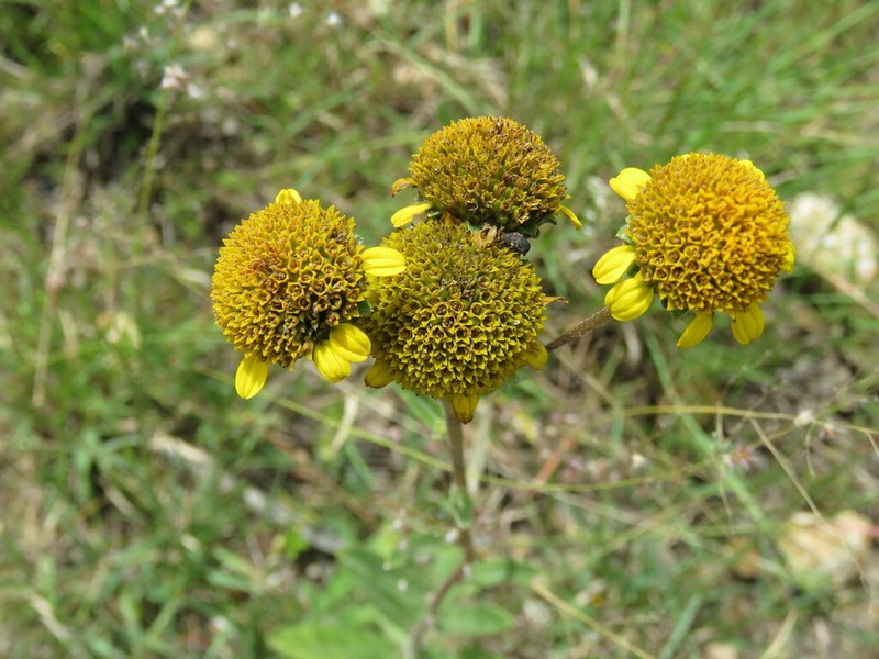 Aldama parkinsonii