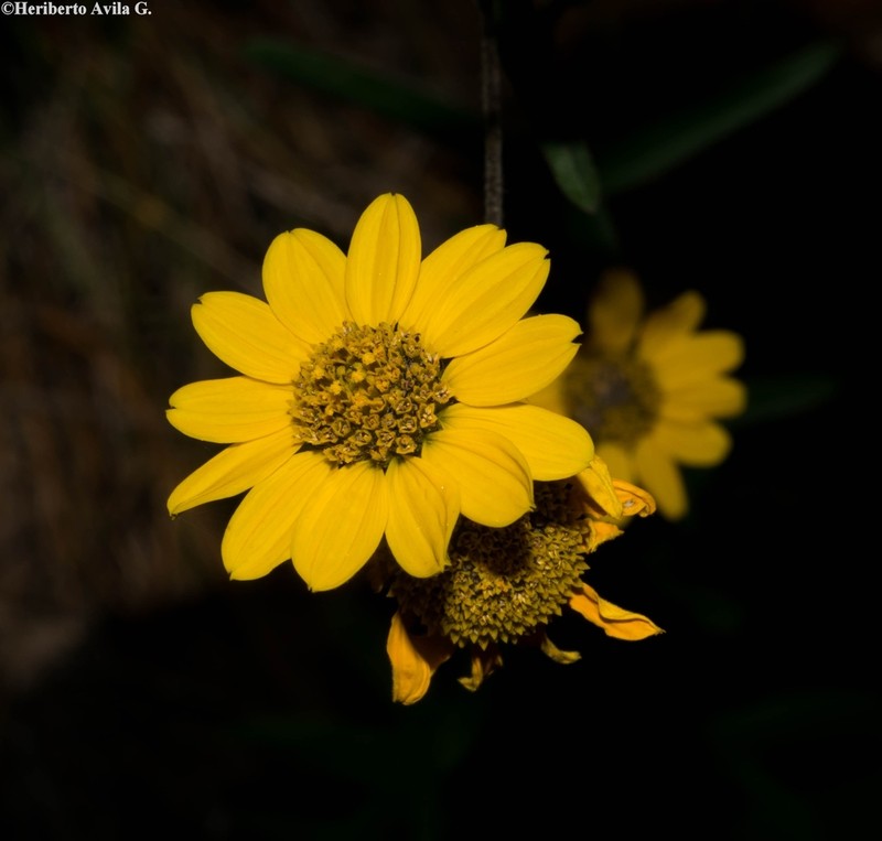 Aldama parkinsonii photo 2