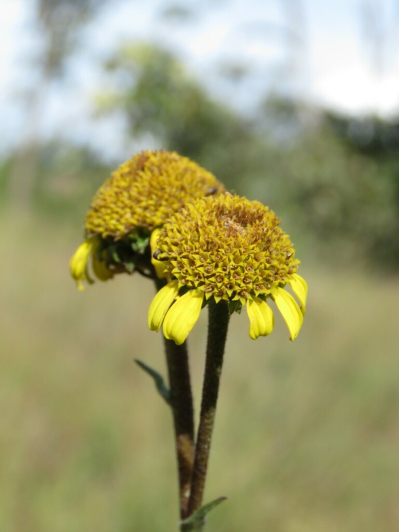 Aldama parkinsonii photo 3