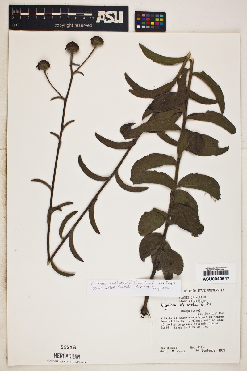 Aldama parkinsonii photo 5