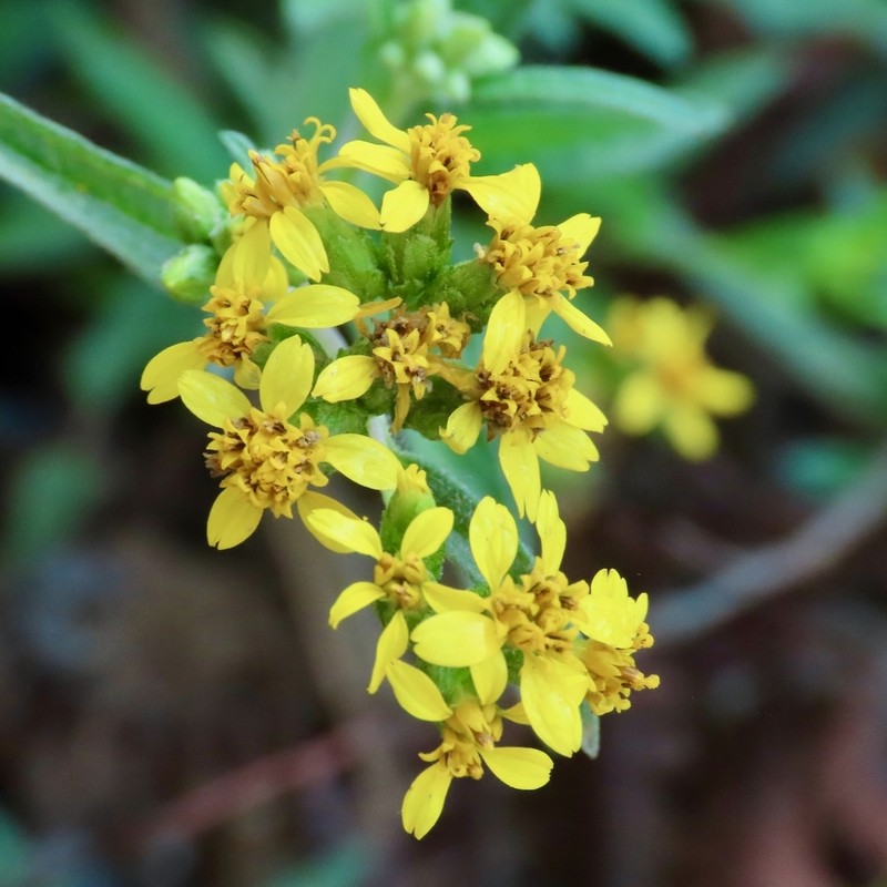 Aldama perennans photo 3