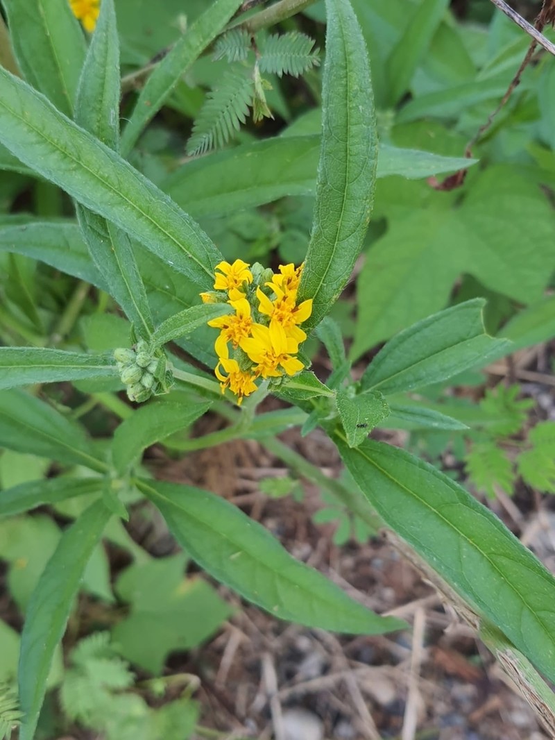 Aldama perennans