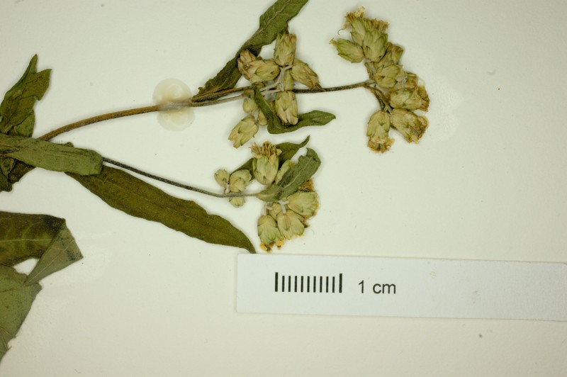Aldama perennans photo 3