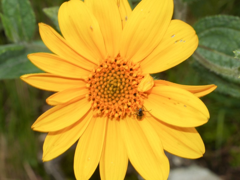 Aldama peruviana photo 2