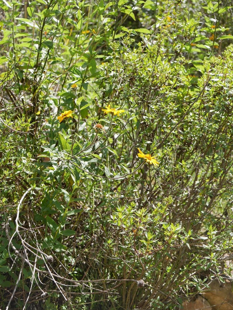 Aldama peruviana photo 3