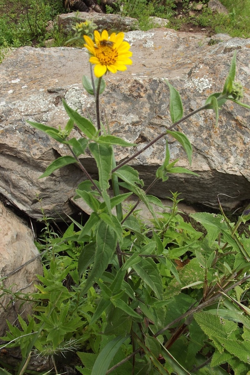 Aldama peruviana photo 5