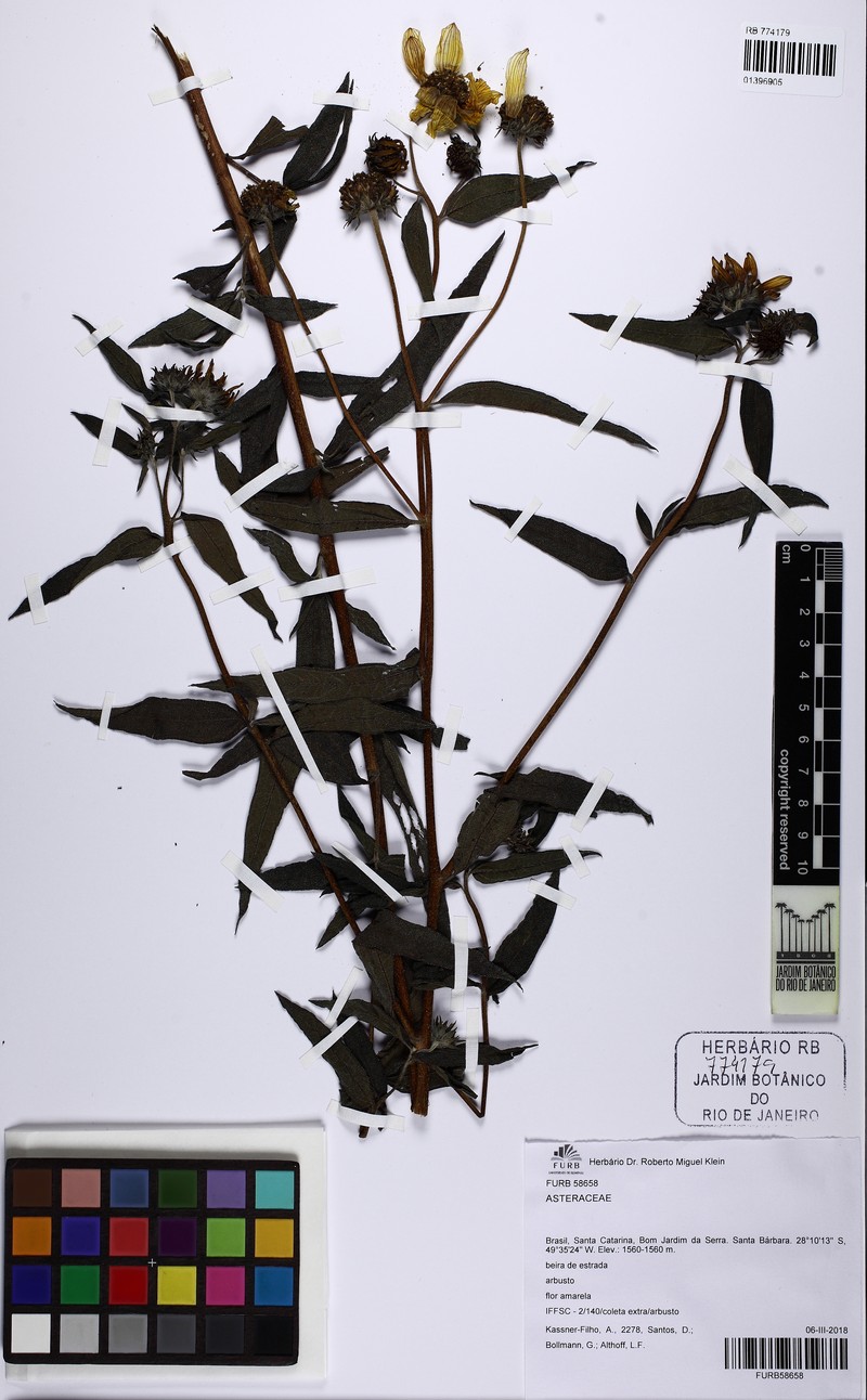 Aldama pilosa