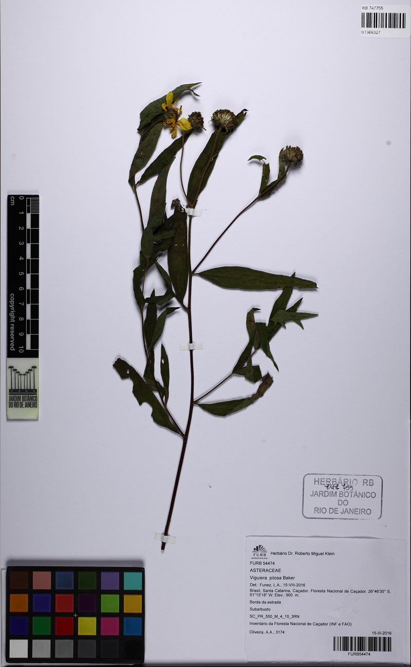 Aldama pilosa photo 2