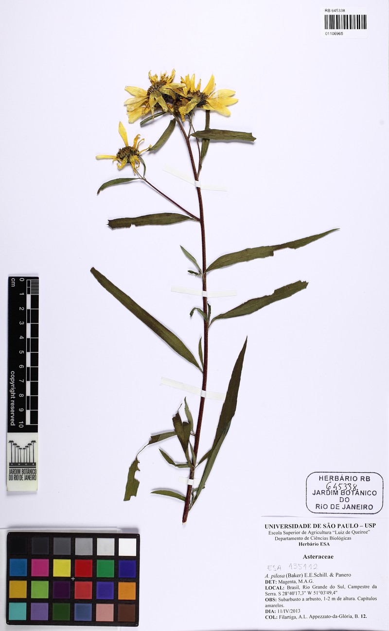 Aldama pilosa photo 3