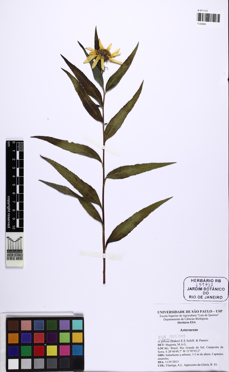 Aldama pilosa photo 4