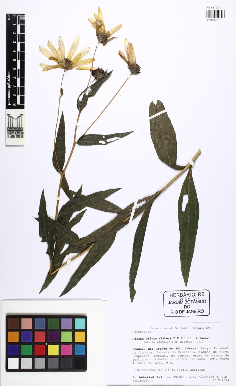 Aldama pilosa photo 5