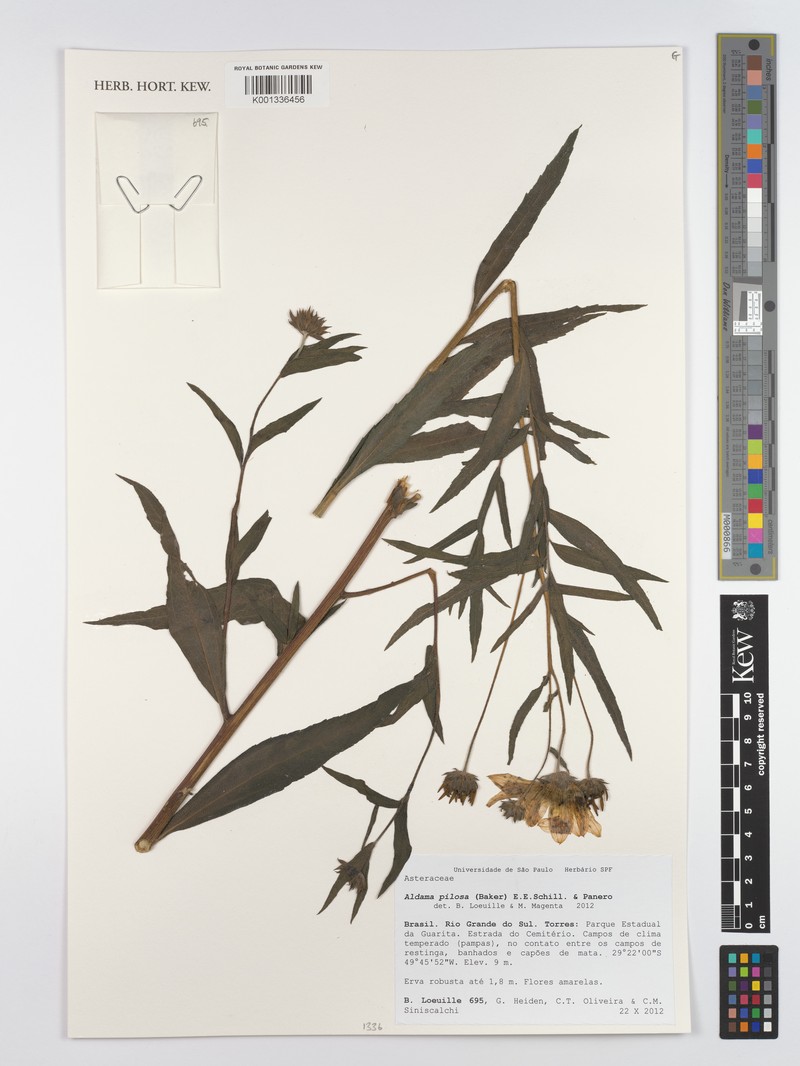 Aldama pilosa photo 6