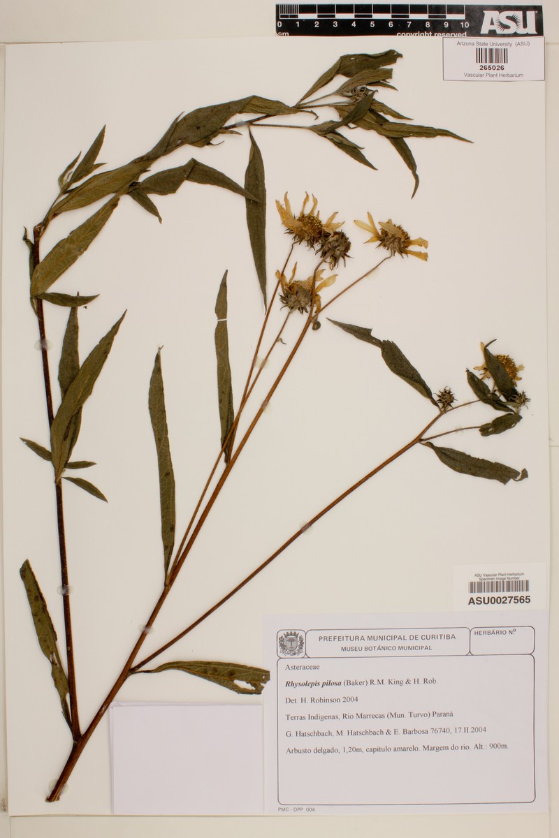 Aldama pilosa photo 7