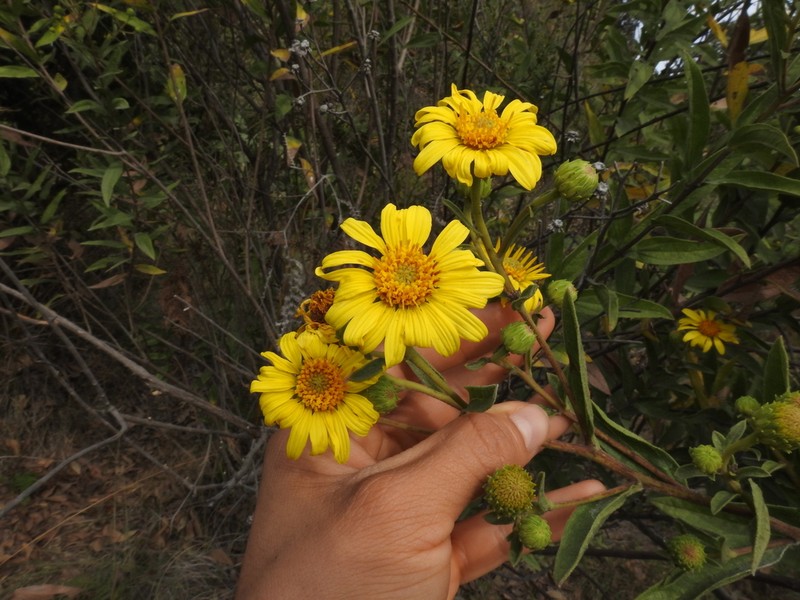 Aldama pringlei photo 2